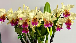 Cattleya Triumphans30 BloomsCattleya rex X Cattleya dowianaorchid [upl. by Ifar]