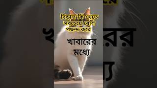 বিড়াল কি খেতে সবচেয়ে বেশি পছন্দ করে shortsvideo [upl. by Renzo]