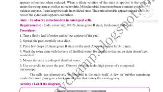 11th Biology practical No2 To Observe Mitochondria in Onion Peel Cells 11th practical 2 Biology [upl. by Valleau]