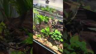 Is your fish tank overstocked [upl. by Alexa997]