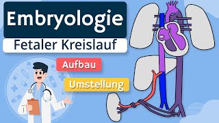 Embryologie  Fetaler Kreislauf einfach erklärt [upl. by Querida]