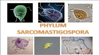 Subphylum MastigophoraPhylum Sarcomastigophora protozoa zoologistbiologywildzoologistprotista [upl. by Norrej]