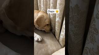 Kaam nikalvana koi inse sikhe😅 simba doglover petparent funnydogvideos cutepuppy [upl. by Faunia]