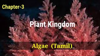 Ncert  Class 11  Chapter  3  Plant Kingdom  Algae  Tamil  302 [upl. by Nelad36]