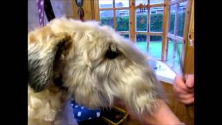 Combing a SoftCoated Wheaten Terrier [upl. by Lesab]