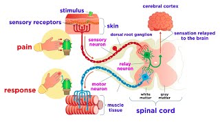 The Peripheral Nervous System Nerves and Sensory Organs [upl. by Aicac]