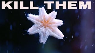 little white starfish on glass and how to kill them  asterina starfish [upl. by Olva]