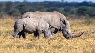 OUR LAKE NAIVASHA TOUR A TRUE GEM OF KENYA [upl. by Aidne]