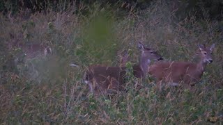 EP 7 Bowhunting a mile into an Alabama swamp shot fired [upl. by Aihsetal]