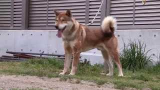 Shikoku ken in Japan Spring 2014 四国犬 [upl. by Nath]