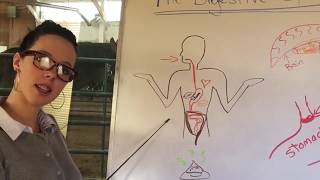 The Digestive System Rap by Meadowe [upl. by Cornelia500]