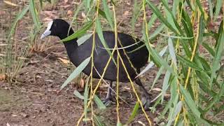 Australian Eurasian coot bird Ambarvale [upl. by Lodie]