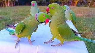 Indian Ringneck Parrot Compilation [upl. by Nichola]