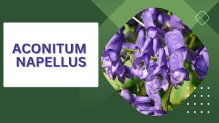 Aconitum Napellus  Materia Medica  Homoeopathy  MateriaMedicaSpotlight [upl. by Hasty]