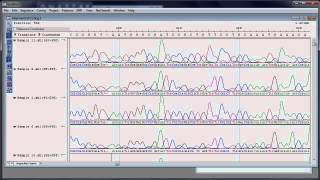 DNASTAR  Assembling and Analyzing Sanger Sequencing Data [upl. by Ellednahs]