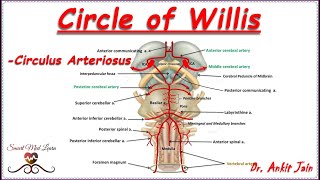 Circle of Willis Anatomy  Simplified Blood supply to brain  Circulus Arteriosus [upl. by Ansilma807]