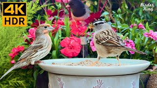 Cat TV for Cats to Watch 😺 Beautiful Birds and A Cute Mouse 🐿 8 Hours 4K HDR [upl. by Lleddaw811]