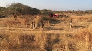 Amazing lions gir national park sasan gir forest Gujarat [upl. by Lzeil]