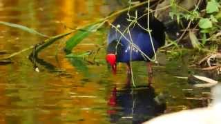 Australasian Swamphen Porphyrio porphyrio melanotus  Purpurhuhn 2 [upl. by Artenra]