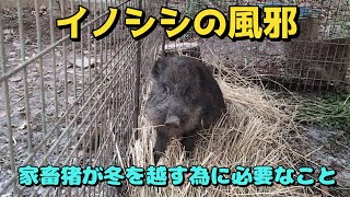 イノシシの風邪 家畜猪が冬を越す為に必要なこと ぼちぼち狩猟採集生活16 [upl. by Metzger]