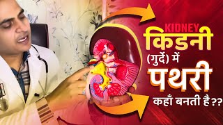 FullVideo👉HUMAN KIDNEY amp KIDNEY STONE  किडनीगुर्दे अंदर से कैसी होती है और इसमें पथरी कहाँ बनती है [upl. by Asert]