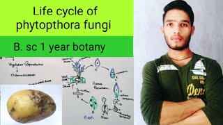 Life cycle of phytopthora fungi [upl. by Ellesij]