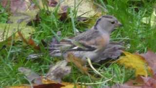 Female Brambling [upl. by Dorsman]