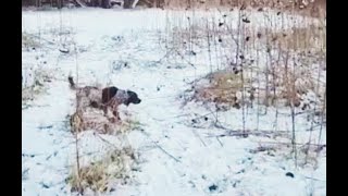 January 2023 Iowa pheasant hunting  Small Munsterlander [upl. by Slater136]