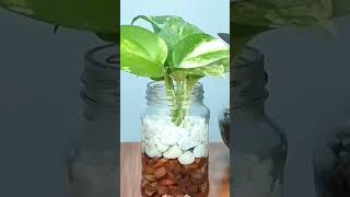 Benefits of indoor plants indoorplants plantlife plantsman plantaddict fauxplants [upl. by Adian]