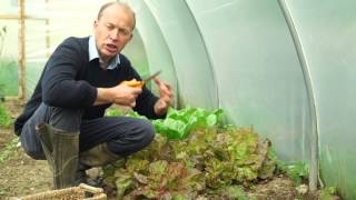 Harvesting Butterhead Lettuce [upl. by Grantland358]