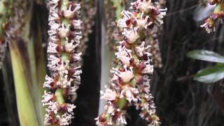 Dypsis baronii in flower in New Zealand [upl. by Hoseia476]