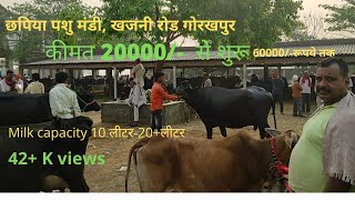 PASHU MELA GORAKHPUR CHHAPIYA MANDI UTTAR PRADESH PASHU MANDI Anil Maurya About Farming [upl. by Marga23]