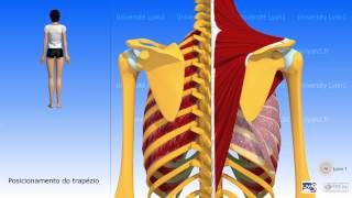 Serrátil anterior [upl. by Ursel]