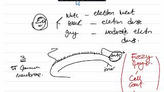 Revision All Membranous Organelles 1 [upl. by Annirac]