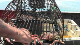 Lobsters in Balmy Barmouth [upl. by Cherian]