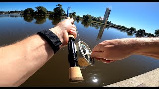 Fly Fishing for CARP on Lake Burley Griffin [upl. by Akcirehs]