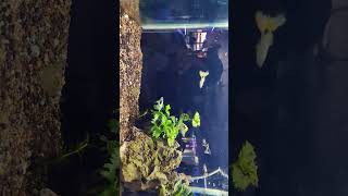 Mini Tank Setup for Guppies Fish  guppy guppies tanksetup shorts ahmedabad [upl. by Hgielanna]