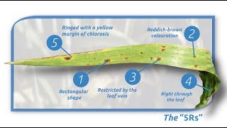 Ramularia leaf spot in barley 2019 [upl. by Ariday]