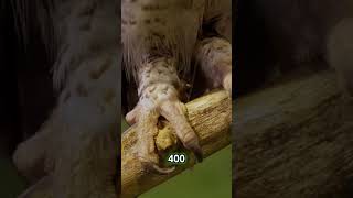 How Strong Are Bald Eagles Talons 🦅 eagles animalshorts wildlife america [upl. by Daphie734]