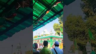 Piran kaliyar Sharif dargah 😍❤️shortvideo viralvideo islamicpilgrimage [upl. by Anohs]