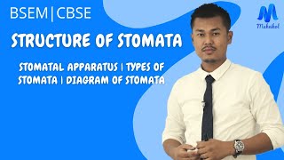 Structure of Stomata  Stomata  Stomatal apparatus  Diagram of Stomata  Maheikol [upl. by Revell449]