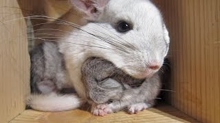 This Touching Chinchilla Video Will Make You Cry for Mom [upl. by Oina]