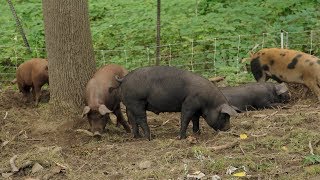 Farmer Resources Pigs amp Agroforestry [upl. by Eniamrej205]