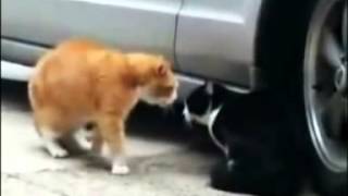 Gatos peleando traduccion [upl. by Aissat]