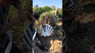 Beautiful Packing Getting Boxwood Tree Ready plants beauty amazingfacts [upl. by Benton]