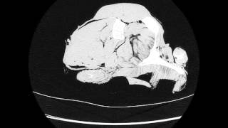 Greyhound hindlimb CT scan hip to knee [upl. by Adnilahs465]