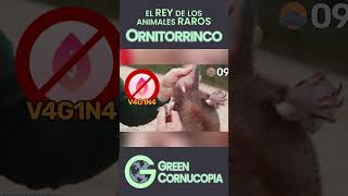 El ORNITORRINCO es aún más RARO de lo que PIENSAS 🦆🦦 shorts [upl. by Clementas]