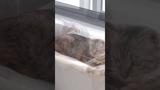 Window perch for cats cats indoorcats [upl. by Ayoral]