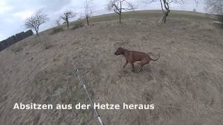 ReizangelTraining mit Rhodesian Ridgeback [upl. by Wagner]