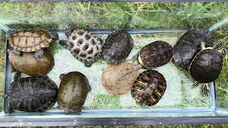 Releasing the Turtles in the Outdoor Pond [upl. by Ahtaela]